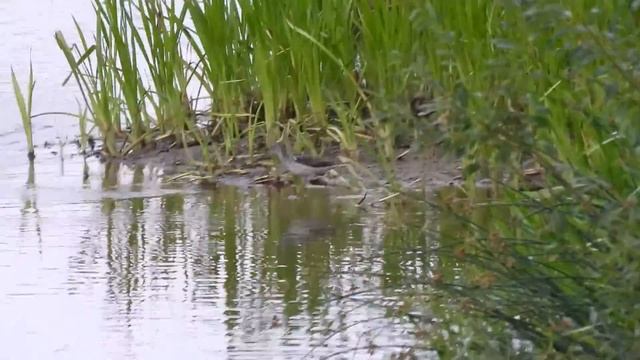 Кулик на реке смотреть онлайн