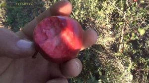 Яблоки с красной мякотью сорт Ред Кетти!!! rozapochtoi.ru