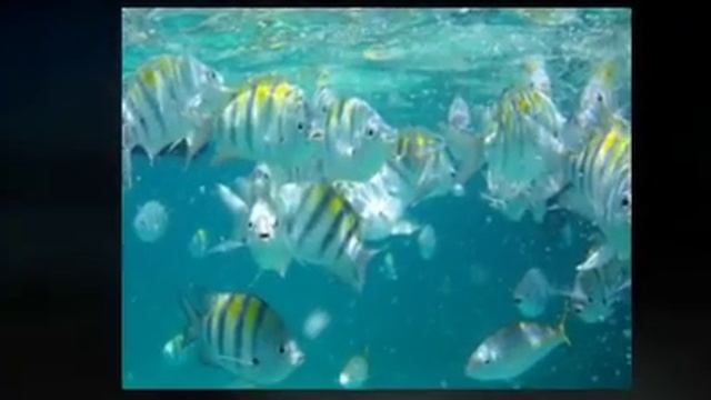 Blue bay resort Cayo coco смотреть онлайн
