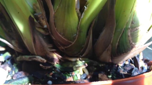 EASY CYMBIDIUM ORCHID CARE : How To Induce Spikes And Rebloom Cymbidium Orchids