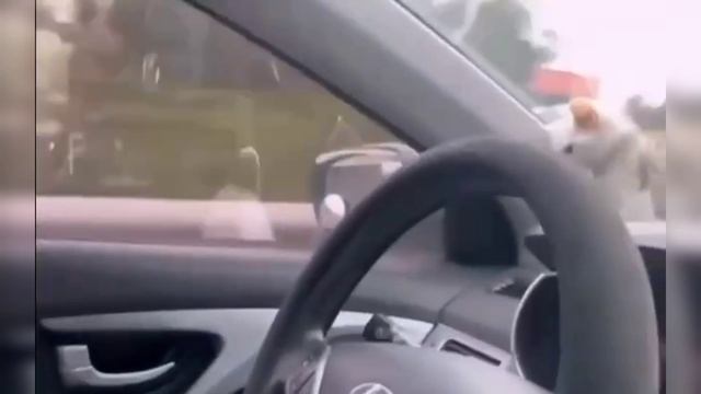 Подборка смешных домашних животных.  Приколы с животными