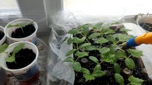 РАССАДА ОГУРЦОВ в яичных лотках ОТ и ДО