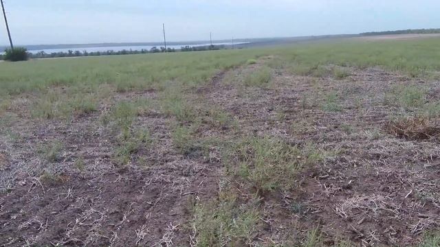 Люди косят подсолнух , а дискую ... смотреть онлайн