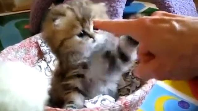 Смешное видео про животных - сборник смешных и прикольных моментов с кошками смотреть онлайн