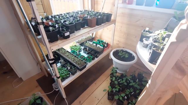 Переезд Рассады Перцев | Пикировка Томатов | 22.03.22 смотреть онлайн