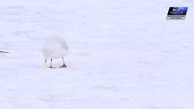 Зимняя сказка в Туапсе смотреть онлайн