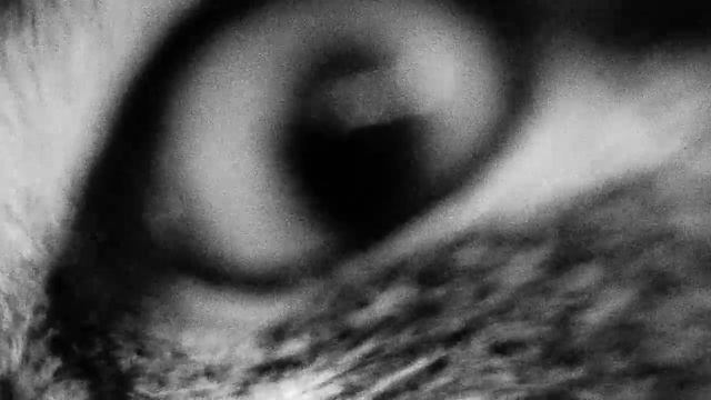 Зрачок Cat смотреть онлайн
