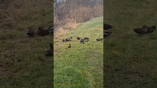 Не/перелётные утки смотреть онлайн