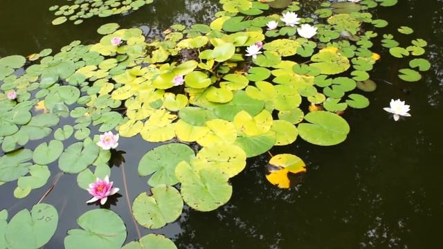 Пруд в Потсдаме (Парк Сан Суси) смотреть онлайн