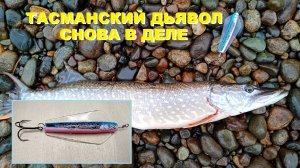 "ТАСМАНСКИЙ ДЬЯВОЛ" СНОВА В ДЕЛЕ!