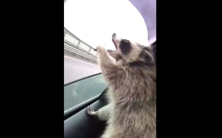 Енот ловит капли дождя смотреть онлайн