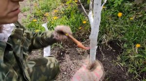 Лучшее Средство от Тли на Деревьях. Тля на Деревьях Как с Ней Бороться и Выиграть. Тля Уйдёт Сама