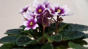 Фиалка Optimara my Love.Рядом с my Dream.