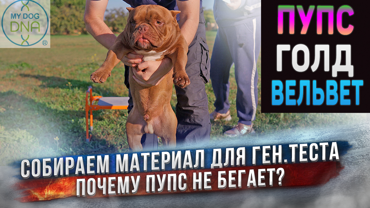 Экзотик Булли Пупс и Американские Булли Вельвет и Голд смотреть онлайн