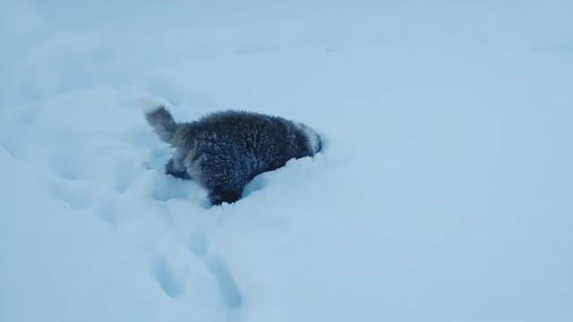 Зимние прогулки .Video #3 смотреть онлайн