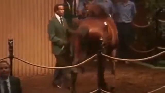 Самые дорогие лошади на планете смотреть онлайн