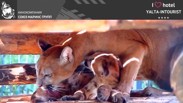 Актер Николай Добрынин в восторге от отдыха в отеле «Ялта-Интурист» смотреть онлайн