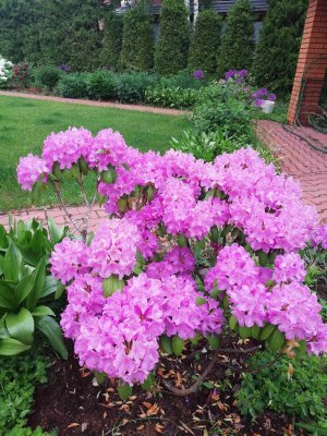 КАК ПОМОЧЬ РОДОДЕНДРОНАМ ПОСЛЕ ТРУДНОЙ ЗИМОВКИ?