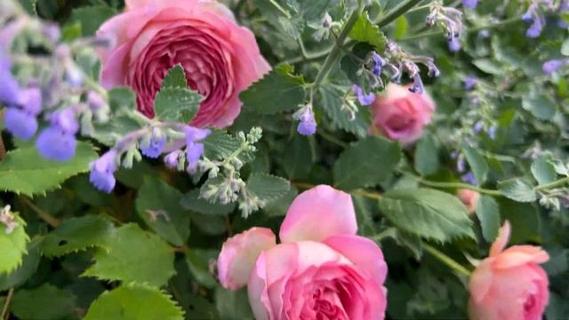 ? Jubilee Celebration Short Rose Spotlight With Nepeta And Perennials