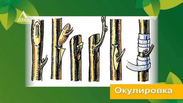 "Школа фермера": Окулировка цитрусовых смотреть онлайн