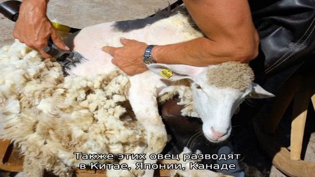Рогатый и комолый дорсет – что лучше? смотреть онлайн