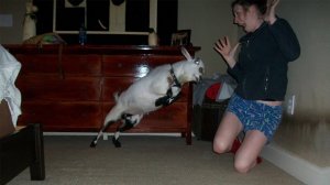 Приколы с кошками и собаками / Смешные видео про животных