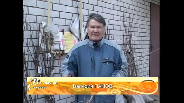 Валерий Панов: Какие сорта яблони? (часть 1) смотреть онлайн