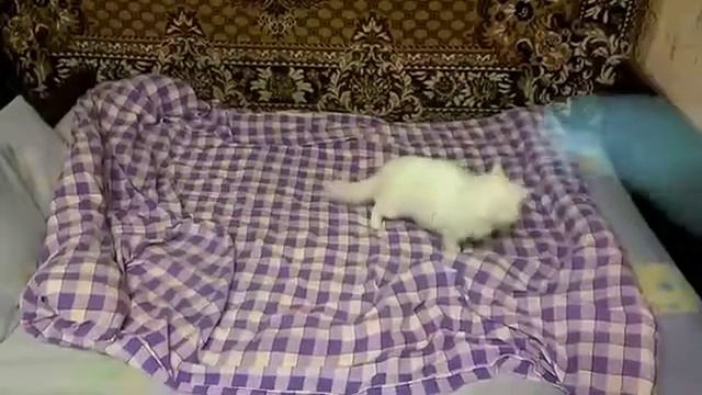 Домовой играет с кошкой смотреть онлайн