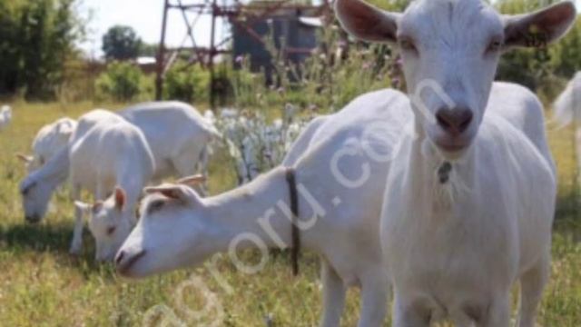 Коза породы зааненская! Плюсы и минусы коз! Породы коз смотреть онлайн