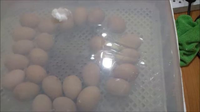 Джерсийский гигант . цыплята. смотреть онлайн