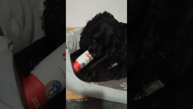 Любитель чешского пива смотреть онлайн