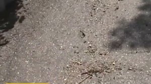 Подметпльная машина Karcher KM 70/20 C, с одной щеткой.