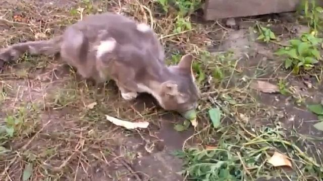 Кошка ест огурцы с грядки смотреть онлайн