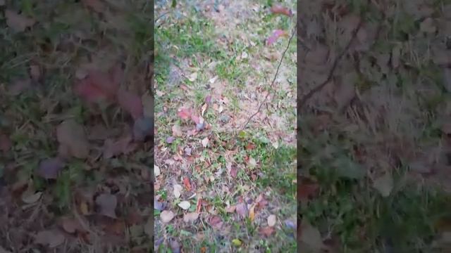 Фруктовый сад в Сибири. Мои прививки дожили до осени. смотреть онлайн