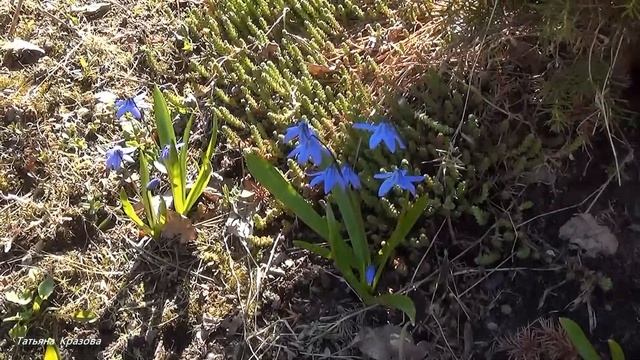 Ранняя весна. Весна на даче, 2016г. Ленинградская область смотреть онлайн