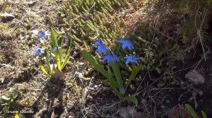 Ранняя весна. Весна на даче, 2016г. Ленинградская область