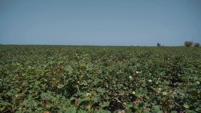 Выращивание хлопка в Узбекистане