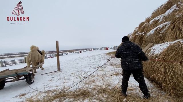 Жылқыларға шөп салып/Апачи және Бураны көрдік