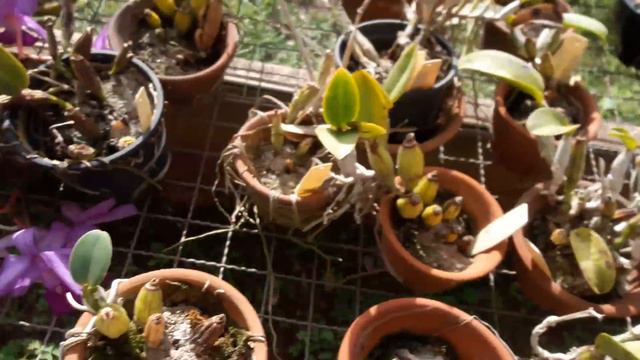 Loucura...muitas mudas de orquideas ...queria levar todas...kkkk смотреть онлайн