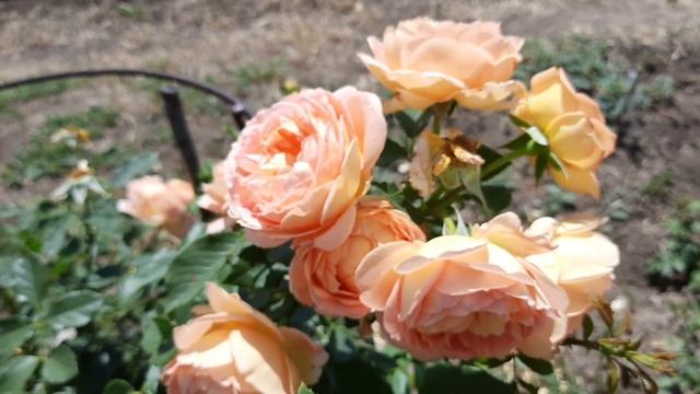 ОГНЕННАЯ англичанка Леди оф Шалот / rose Lady of Shalott / ROZI MIRA смотреть онлайн