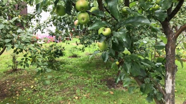 Моя любимая Дача 12 июля 2019 г. Обзор сада после дождя. Все растёт, не смотря на холод! ??? смотреть онлайн