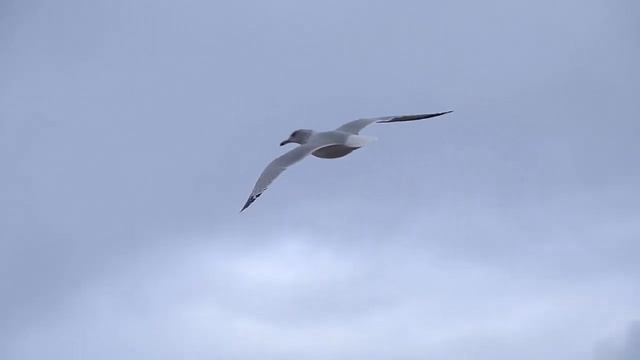 Футаж летящая чайка смотреть онлайн