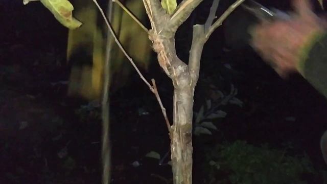 Формирующая обрезка яблони.Осень смотреть онлайн