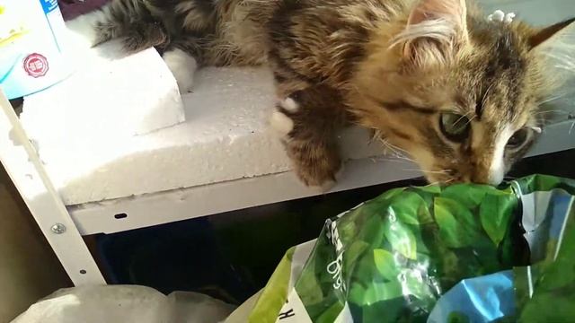 8 Марта 2021 г. Кот Соник поздравляет всех женщин с праздником! смотреть онлайн