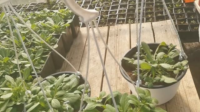 Обзор рассады ампельной петунии Опера, Тайдал, Изи Вейв, Плюш. смотреть онлайн