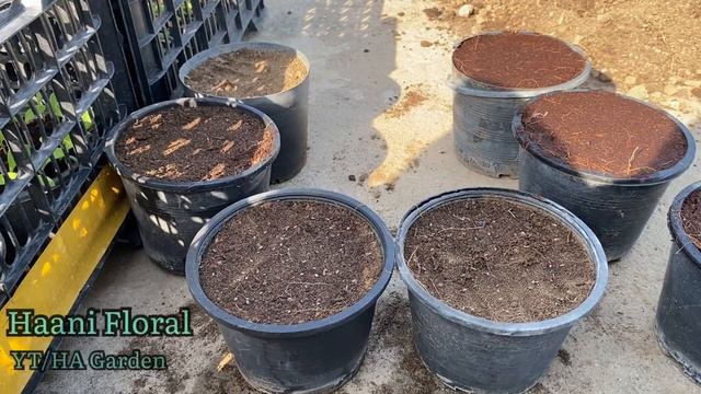 How to Grow Phlox Star Seeds with Result|Winter Flower|Urdu| Part1 смотреть онлайн