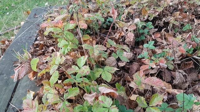 Каждый Лох Такой [ОБЫКНОВЕННЫЙ] смотреть онлайн