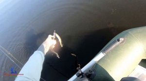 Стабильно результативная рыбалка на Jackall Mag Squad 115 sp