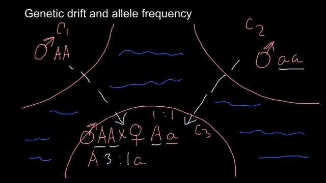 What is genetic drift and how it influence allele frequency смотреть онлайн