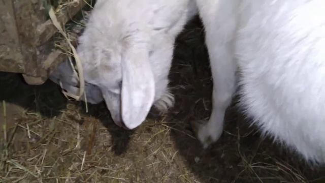 как выглядит коза за несколько часов до окота / признаки скорого окота у козы / сукотность 5 месяце смотреть онлайн